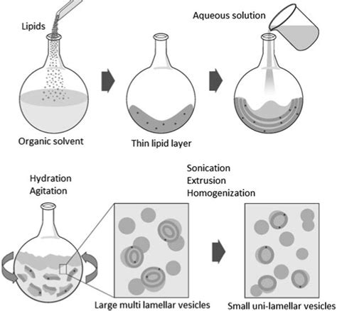 Lipid Film Hydration Method For Preparation Of Liposomes Emerging