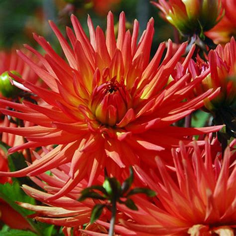 You can see how to get to benedict's flowers on our website. Dahlia Park Record | Dahlia, Flowers, Crocus