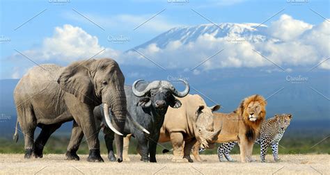 Big Five Africa High Quality Animal Stock Photos ~ Creative Market