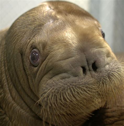 Rescued Walrus Calf Destined For Ny Aquarium
