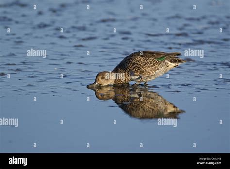 Common Teal Anas Crecca Adult Male In Eclipse Plumage Feeding In