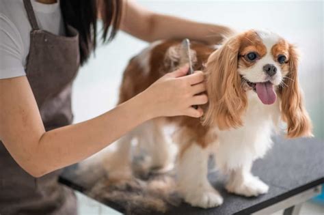 Dog Fur And Skin Problems Types Symptoms Reasons And Solutions