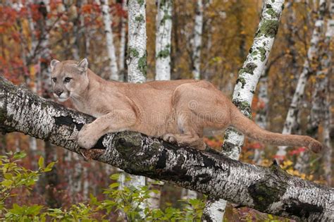Adult Male Cougar Puma Concolor Clings To Birch Branch Stock Image