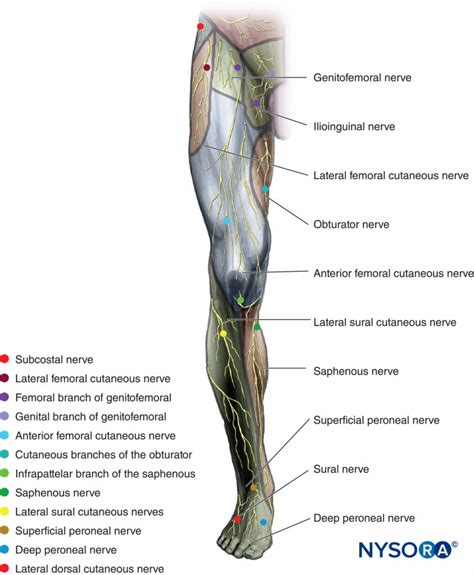 Cutaneous Innervation Of The Lower Extremity Anterior View Femoral