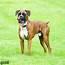Stud Dog  European Bloodline Brindle Boxer AKC PROVEN Breed