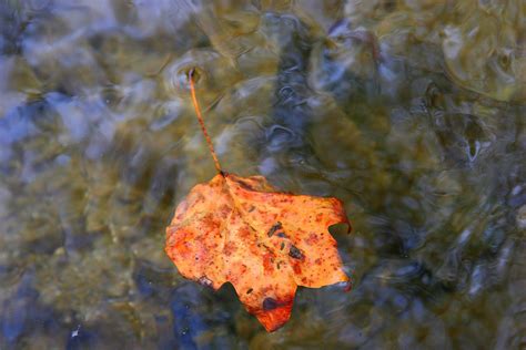 Floating Leaf Photograph By Paula Tohline Calhoun Fine Art America
