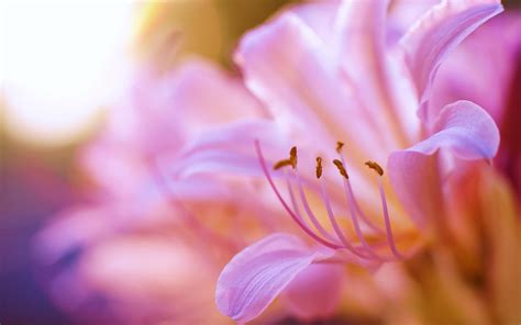 Wallpaper Simple Background Flowers Nature Plants Blossom Pink