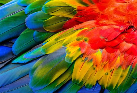Macaw Parrot Wallpaper Images My Xxx Hot Girl