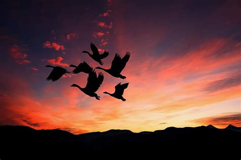 Sunset Silhouette Birds Flying Flock Nature Landscape Pikist