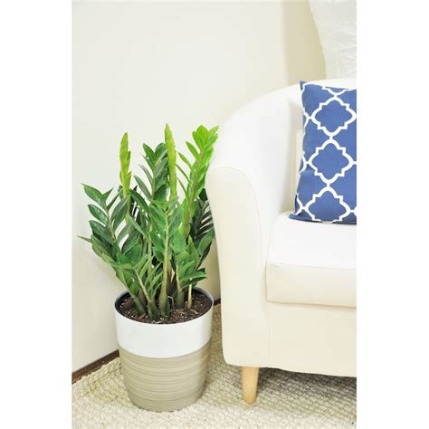 Costa Farms Zz Plant House Plant In 10 In Pot In The House Plants Department At