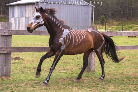 Horses At Chapman Valley Celebrate Halloween With Costumes