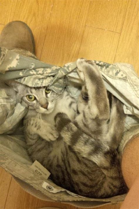 Ten Crazy Cats In Pants Who Will Sleep Just About Anywhere