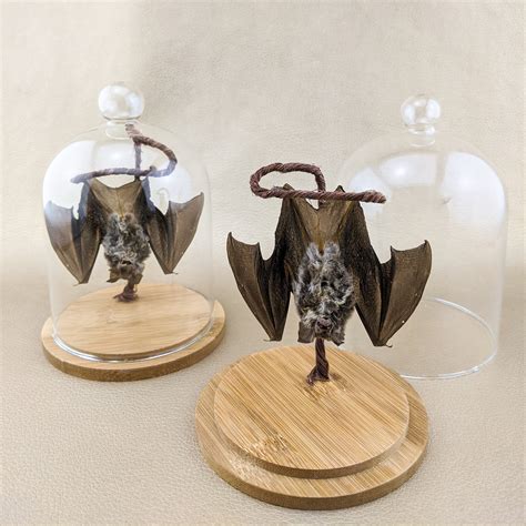 P77 Taxidermy Real Hanging Fruit Bat Glass Dome Display Gothic Etsy