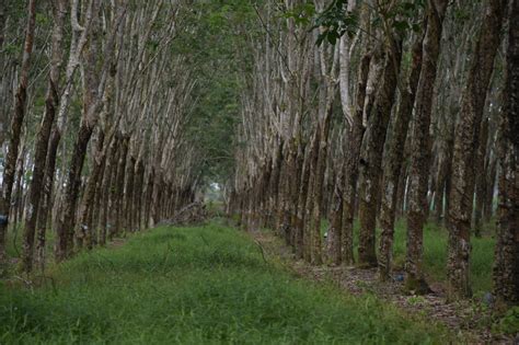 Ancaman terbesar yang dihadapi hutan bakau termasuk penebangan kayu bakau sebagai kayu bakar atau arang, alih fungsi hutan bakau adalah ekosistem terbesar kedua di dunia yang menyimpan karbon, terutama pada akarnya, sehingga hilangnya hutan bakau dapat berpengaruh. Ekspor Meningkat, Indonesia Terbesar Kedua Produsen Karet ...