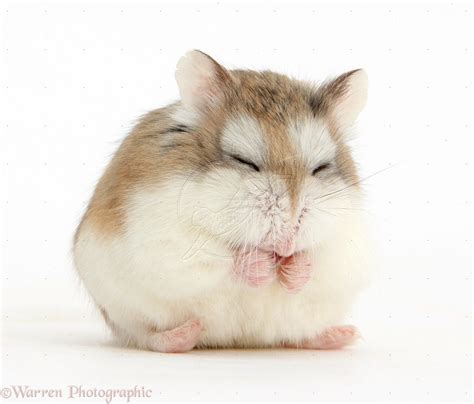 Sleepy Roborovski Hamster Phodopus Roborovskii Pretending To Be A