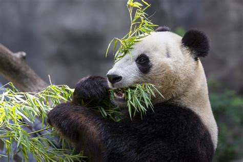 The Giant Panda Is No Longer Endangered San Diego Zoo Wildlife Alliance