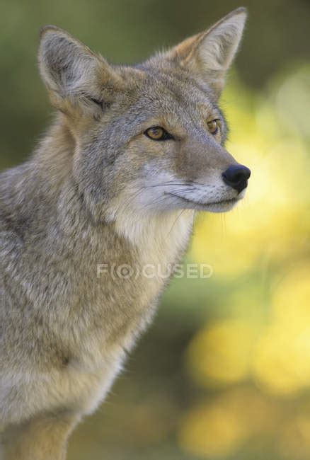 Coyote Looking Away Outdoors Portrait — Carnivore Vertebrate Stock
