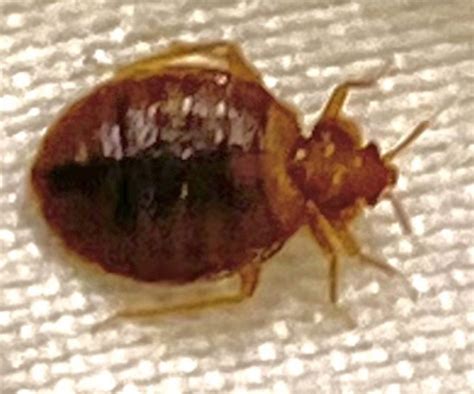 Bugs That Look Like Ticks Tickencounter