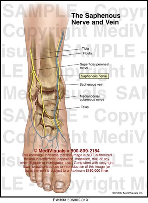 Medivisuals The Saphenous Nerve And Vein Medical Illustration