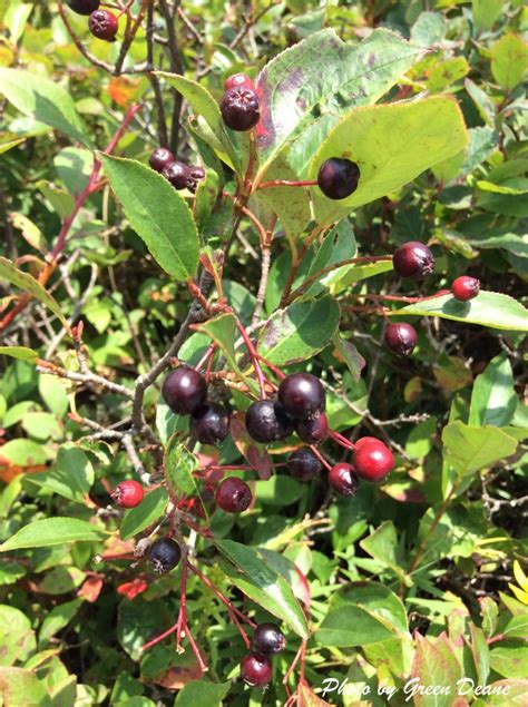 Chokeberry Bushy Health Food Eat The Weeds And Other Things Too