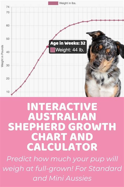 Australian Shepherd Weight Chart