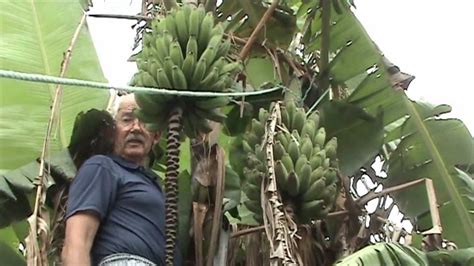Harvesting Bananas Home Grown 2 Youtube