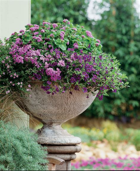10 Best Blue Plants For Containers In The Shade Page 9