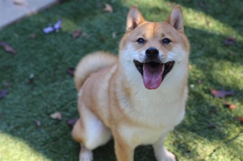 Akio Dc Shiba Inu Rescue