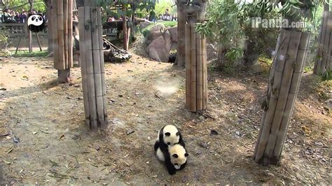 Playful Panda Cubs Enjoying Their Outdoor Time Youtube