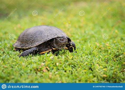 Slow Reptile With Carapace In The Grass Close Up Stock Photo Image