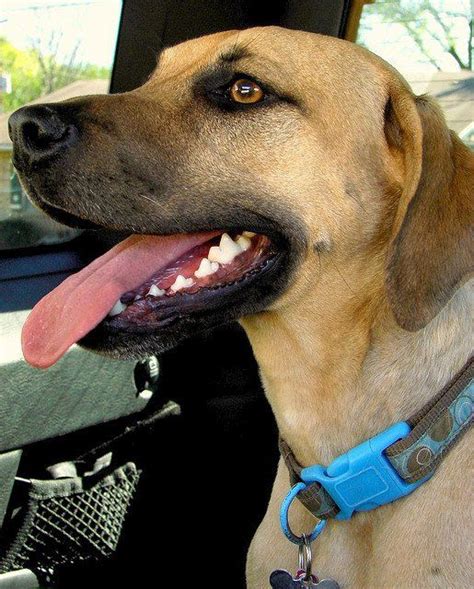 Black Mouth Cur Dog Breed Health Grooming Feeding Temperament And