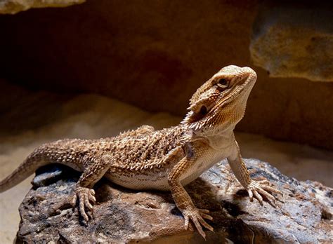 Best Jungle Life: Top 10 Most Popular Pet Reptiles