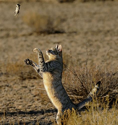 The Genes That Turned Wildcats Into Kitty Cats Science