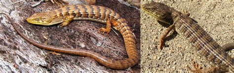 4 Types Of Lizards Found In Montana Id Guide Nature Blog Network