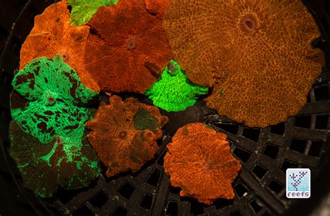 Fluorescence Photography Macna Edition Part Three Why Do Corals
