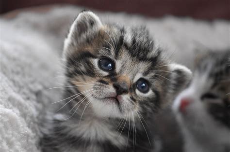 Berikut adalah tutorial cara memandikan bayi dan penjelasannya. Bolehkah Memandikan Kucing yang Baru Lahir? Ini yang Harus ...