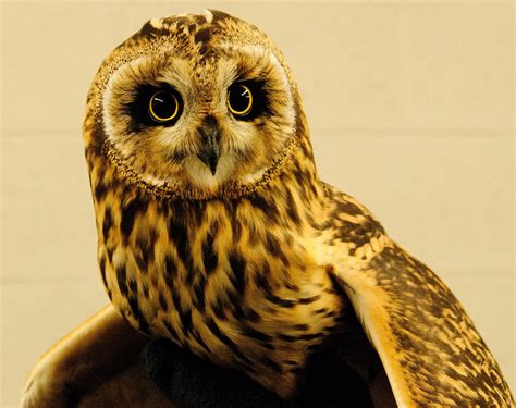 Pittsburgh Airport Transfers Endangered Owls To Natural Habitat 905 Wesa