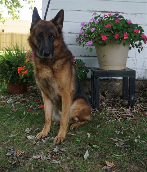 Check spelling or type a new query. Renzo: German Shepherd Service Dog - Man's Best Friend