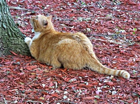 Feral Red Tabby Cat Looking Up At The Tree Stock Photo Download Image