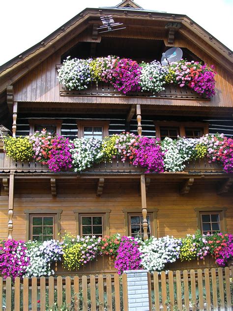 Austria Balcony Flower Box Balcony Flowers Alpine Flowers
