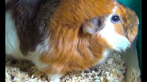 Cute Guinea Pig Youtube