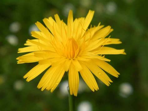 Cat's ear | identify that plant. Hairy Cat's Ear - Hypochaeris radicata, species ...