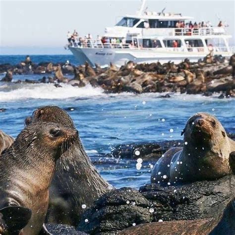 Phillip Island Seal Watching Cruise Wildlife Coast Cruises Mornington