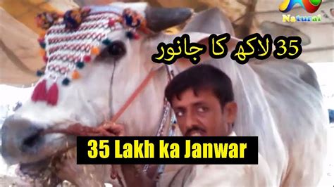 Free movies download with english subtitle 480p, 720p & 1080p 2021. karachi Cow Mandi 2017 || 35 Lakh ka Janwar || Eid ul Adha ...