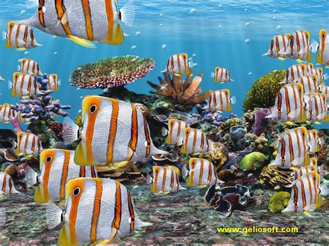 Saltwater Fish Wallpaper And Screensavers Wallpapersafari