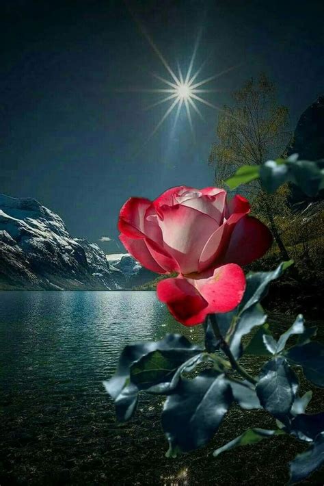 Good Night Beautiful Flowers Pictures Beautiful Nature Most