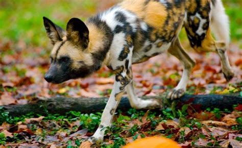 Heat Makes It Too Hot For Africas Wild Dogs To Hunt Climate Central