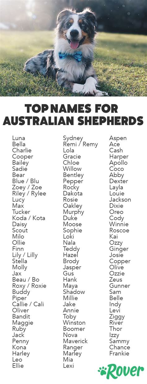The 112 Most Popular Australian Shepherd Names Of 2020 Australian