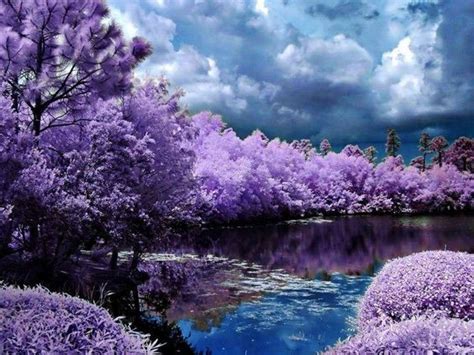 Lilac Fields We Love Colour Pinterest Beautiful Nature And