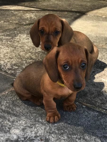 Rehome buy and sell, and give an animal a forever home with preloved! Miniature Dachshund Puppies For Sale in Hove ...